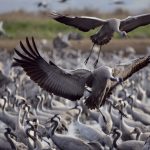 Cranes-at-Lake-Hula.-Photo-by-Ilan-RamatiFlash90–1168×657