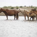 Mongolian-Horses