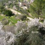 almond-tree-pic