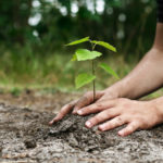 Young man’s hands planting tree sapling